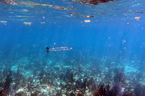 Sphyraena barracuda