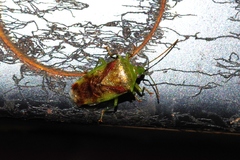 Elasmostethus nubilus