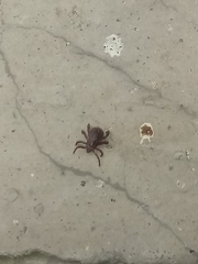 Rhipicephalus sanguineus