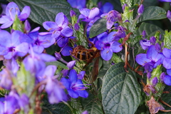 Megacampsomeris mojiensis