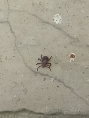 Rhipicephalus sanguineus