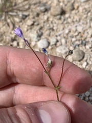 Gilia sinuata