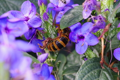 Megacampsomeris mojiensis