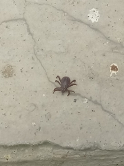 Rhipicephalus sanguineus