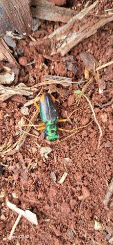 Tetracha brasiliensis