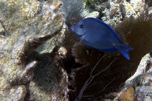 Acanthurus coeruleus