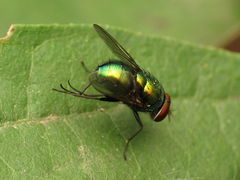 Lucilia illustris