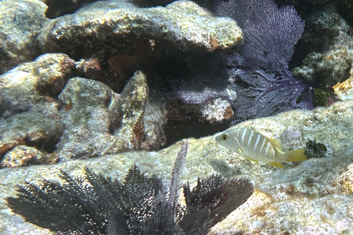 Lutjanus apodus