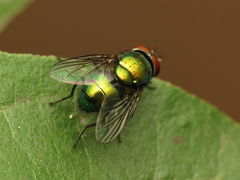 Lucilia illustris