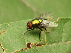 Lucilia illustris