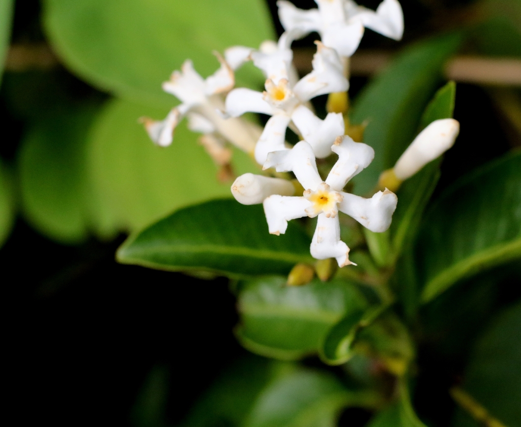 Melodinus cochinchinensis; photograph author not stated, no rights reserved