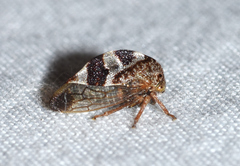 Cyrtolobus tuberosus