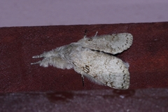 Calliteara lunulata