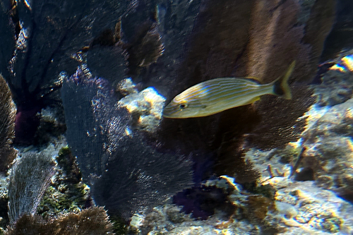 Haemulon sciurus