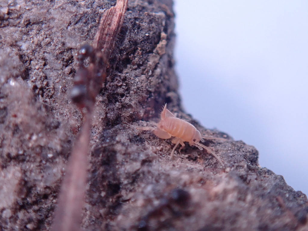 Myrmecophilus tetramorii