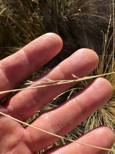 Festuca novae-zelandiae, photograph 2