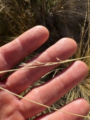 Festuca novae-zelandiae, photograph (c) Ian Dickie, some rights reserved (CC BY)