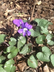 Viola