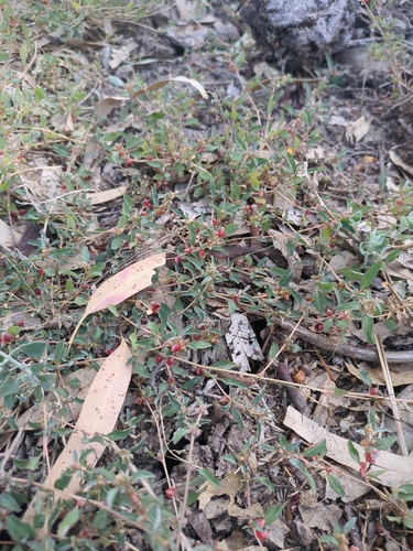 berry saltbush