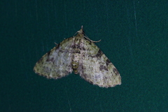 Chloroclystis neoconversa