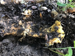 Cantharellus californicus
