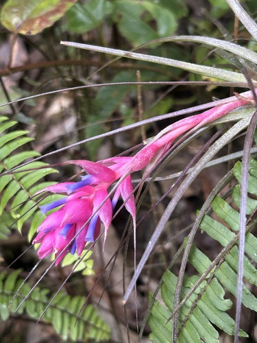 upright airplant