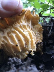 Cantharellus californicus