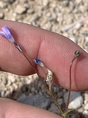 Gilia sinuata