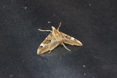 Agrioglypta fulguralis