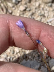 Gilia sinuata