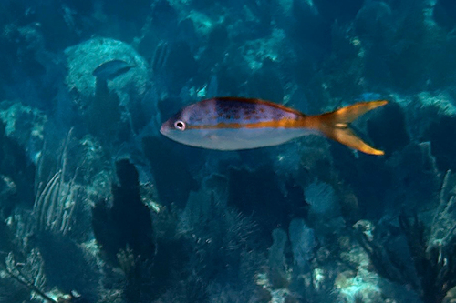 Ocyurus chrysurus