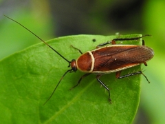 Pseudomops septentrionalis