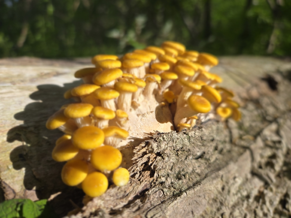 Pleurotus citrinopileatus · May 2026 · photo: © garysmith4 (iNaturalist, cc0)