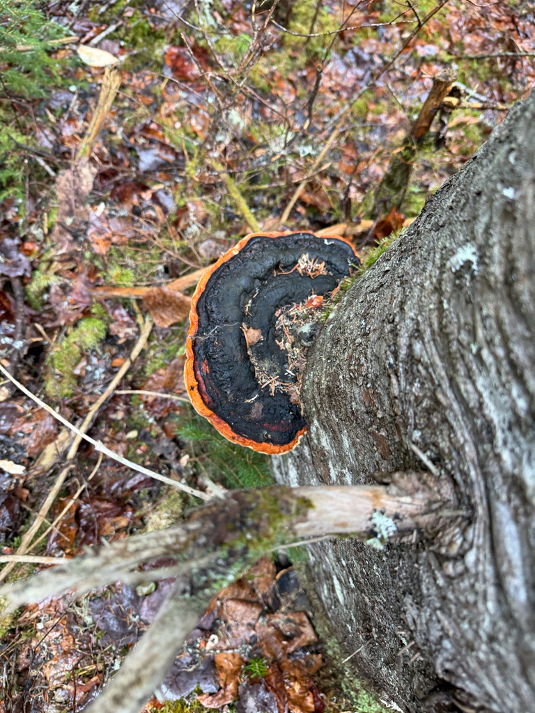 Fomitopsis mounceae · May 2026 · photo: © mythical_mold (iNaturalist, cc-by)
