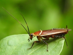 Pseudomops septentrionalis