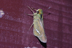 Parnara guttata guttata