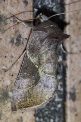 Chrysodeixis heberachis