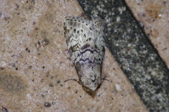 Bryophilina mollicula