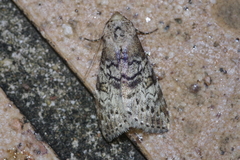 Bryophilina mollicula