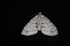 Trichopterigia consobrinaria