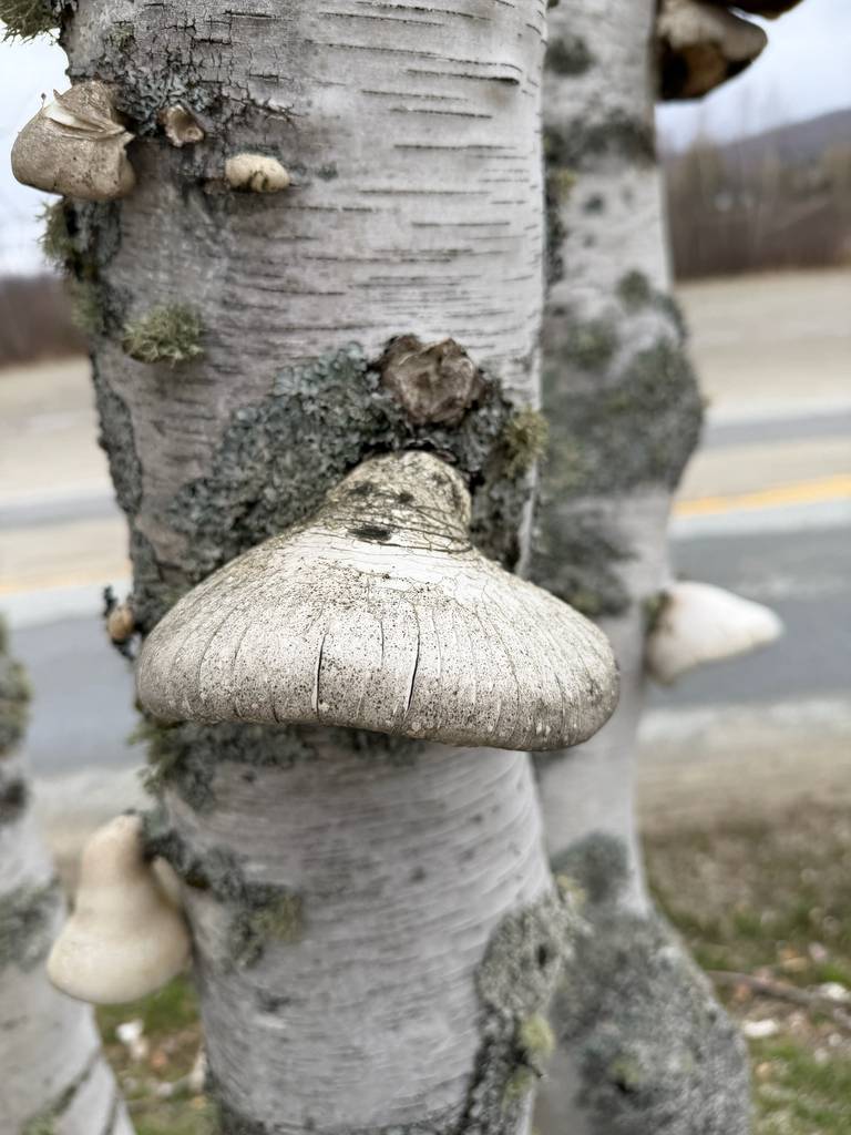 Fomitopsis betulina · May 2026 · photo: © mythical_mold (iNaturalist, cc-by)