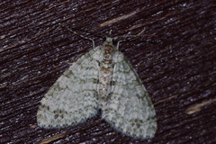 Trichopterigia consobrinaria