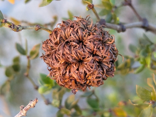Large Creosote Gall Midge photo 3