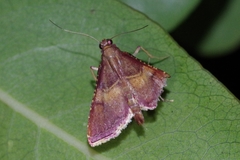 Endotricha olivacealis