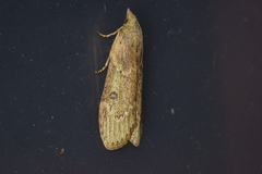Lamoria adaptella
