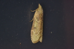 Lamoria adaptella