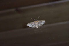 Canaea ryukyuensis