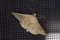 Canaea ryukyuensis