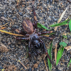Antrodiaetus unicolor