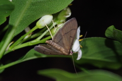 Bradina erilitoides